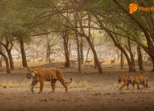 4 Wildlife Sanctuaries in Jodhpur | Wildlife around Jodhpur