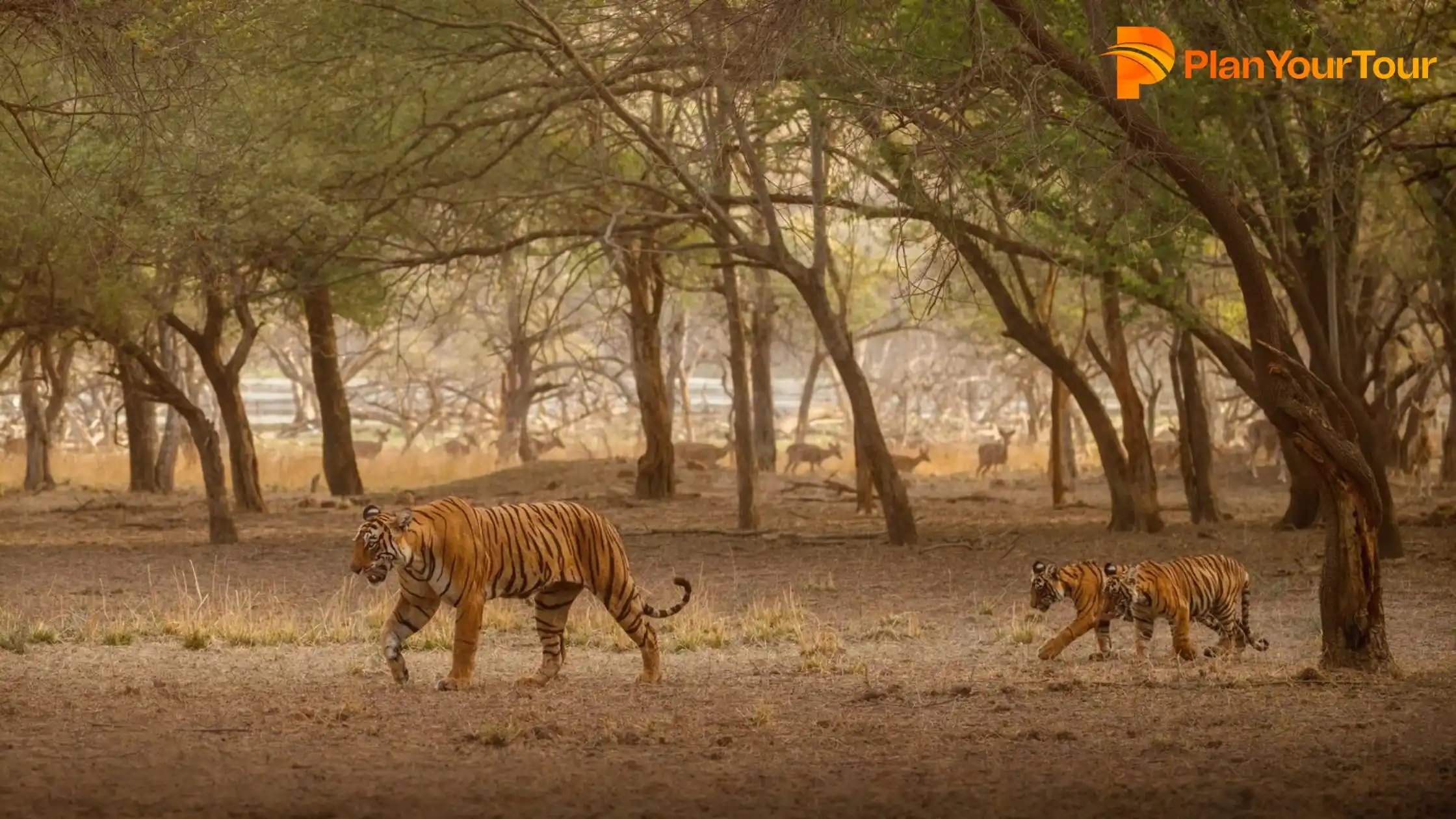 4 Wildlife Sanctuaries in Jodhpur | Wildlife around Jodhpur