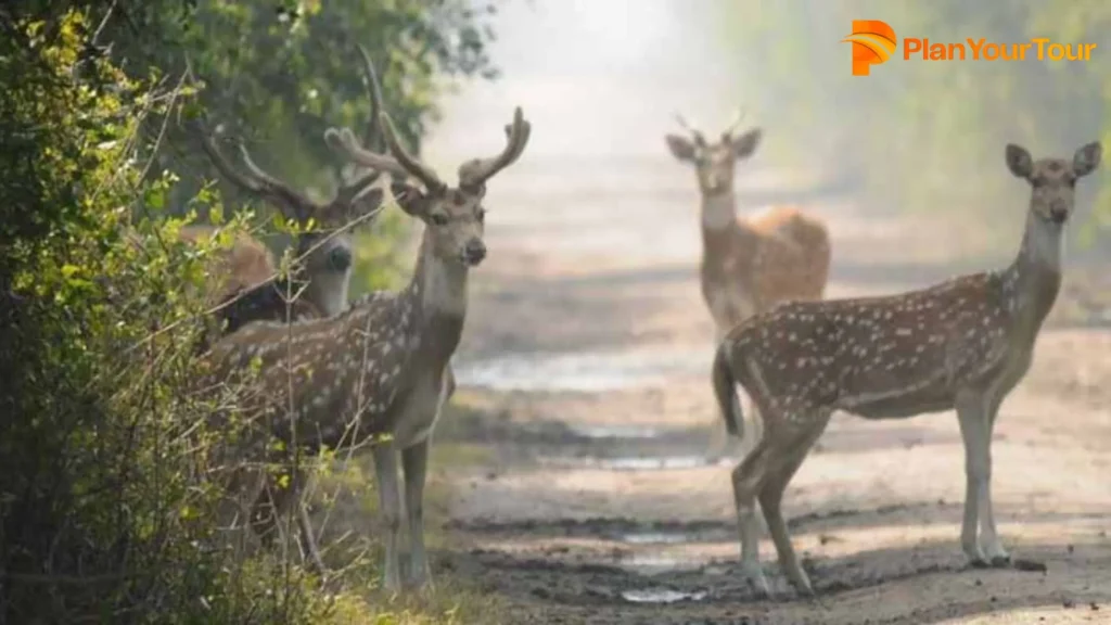 Dhwa Doli Wildlife Sanctuary