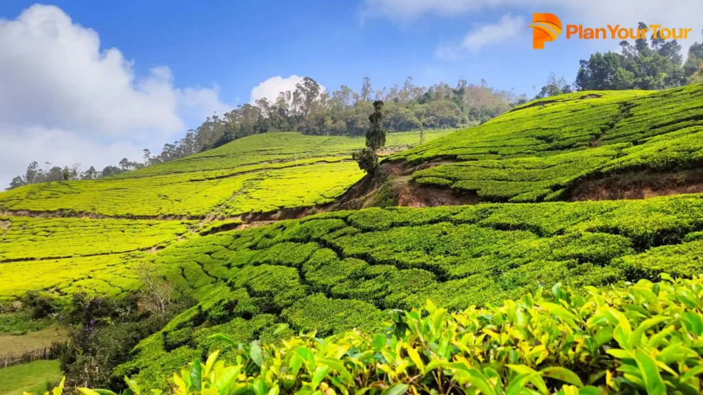 A house on a hill with rows of tea plantations in Munnar, Kerala
