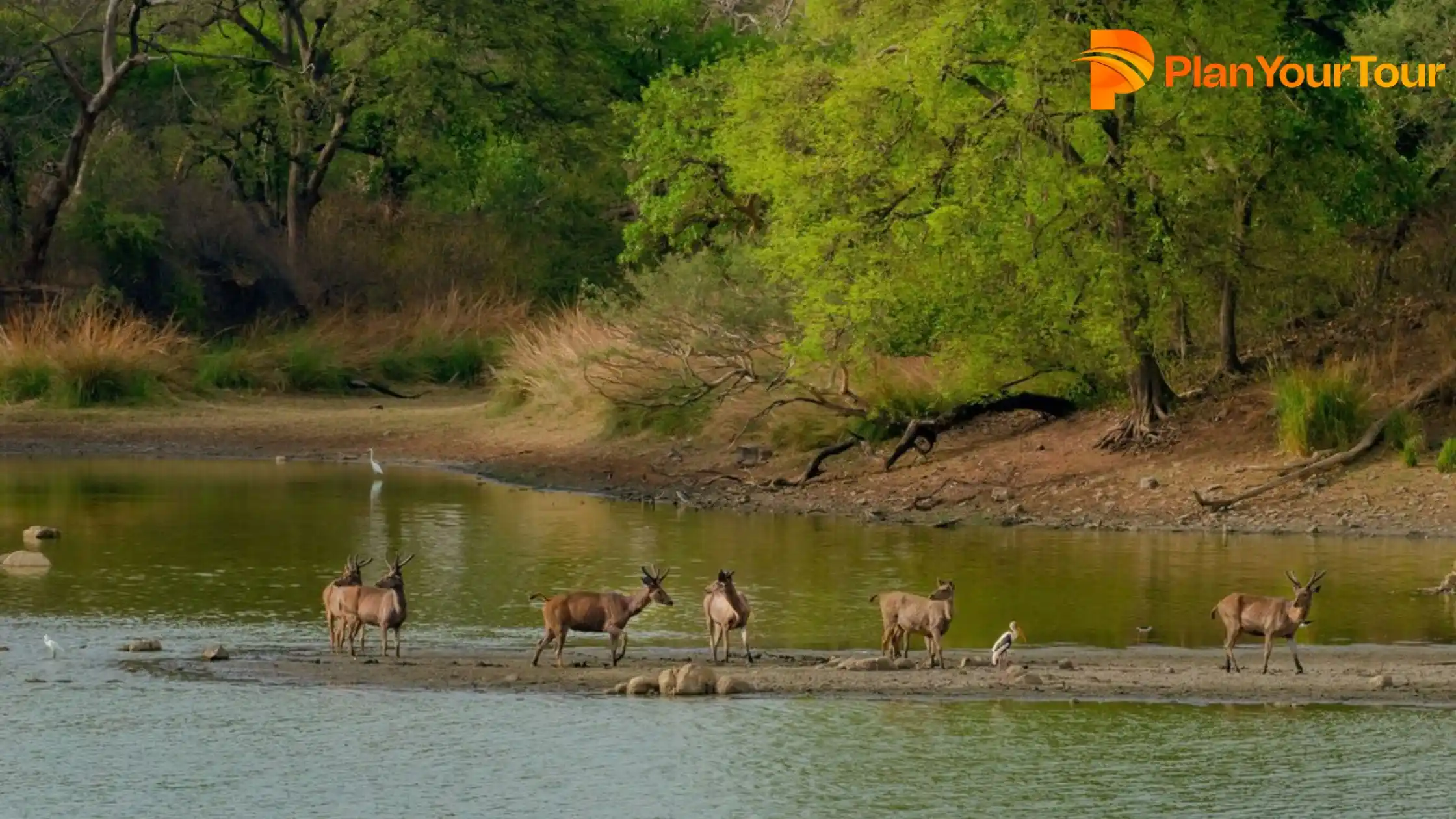 herd wild deer middle-lake surrounded by greenery at Tholpetty Wildlife Sanctuary