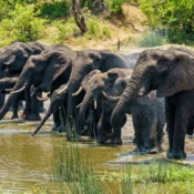 A group of elephants taking water at Tholpetty Wildlife Sanctuary