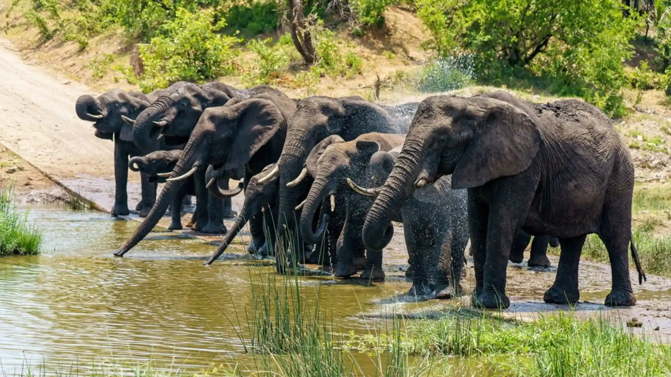 A group of elephants taking water at Tholpetty Wildlife Sanctuary