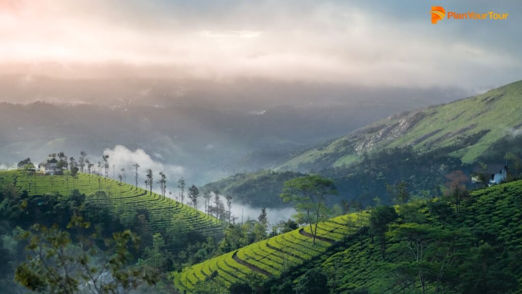 a green hills with trees and fog : Vagamon , Kerala
