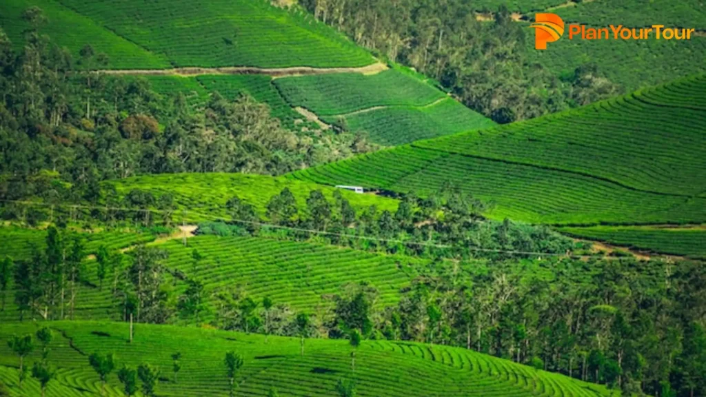 #1. Kolukkumalai Tea Plantation, Idukki - Tea plantation in Kerala