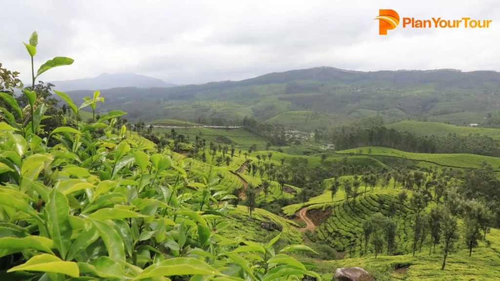 #3. Elstone Tea Estate, Wayanad Tea plantation in Kerala