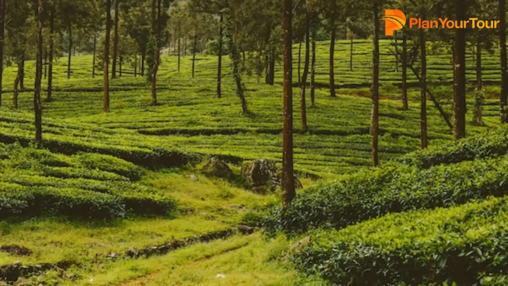 #5. Bonakkad, Thiruvananthapuram - Tea plantation in Kerala