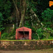 Two people stand near a small, red-bricked shrine under the sprawling branches of the Chain Tree in Wayanad, surrounded by lush greenery.