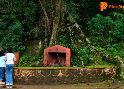 Chain Tree, Wayanad (Karinthandan Temple): History & Timings