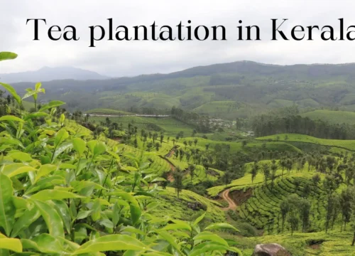 Tea plantation in Kerala ( Know All About Kerala’s Tea farming )