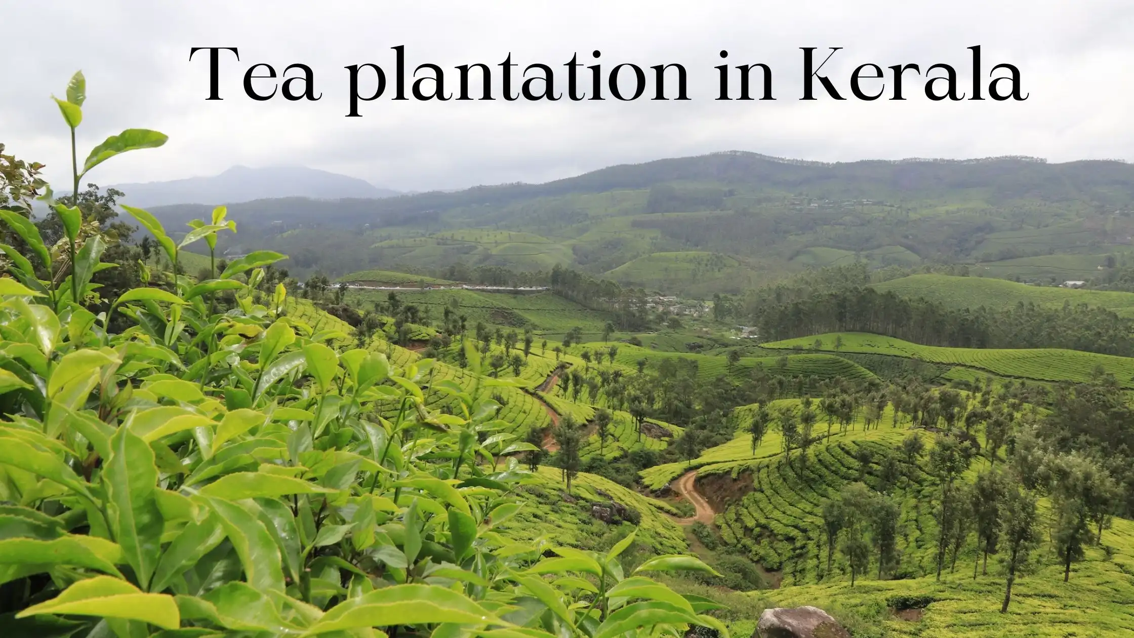 Tea plantation in Kerala