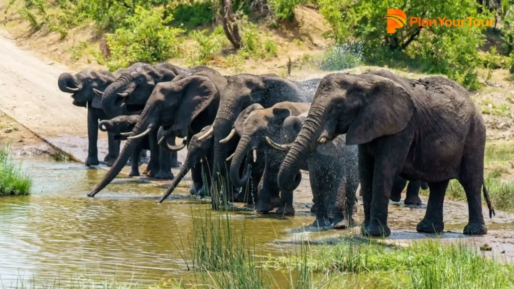 a group of elephants drinking water in Chinnar Wildlife Sanctuary:
