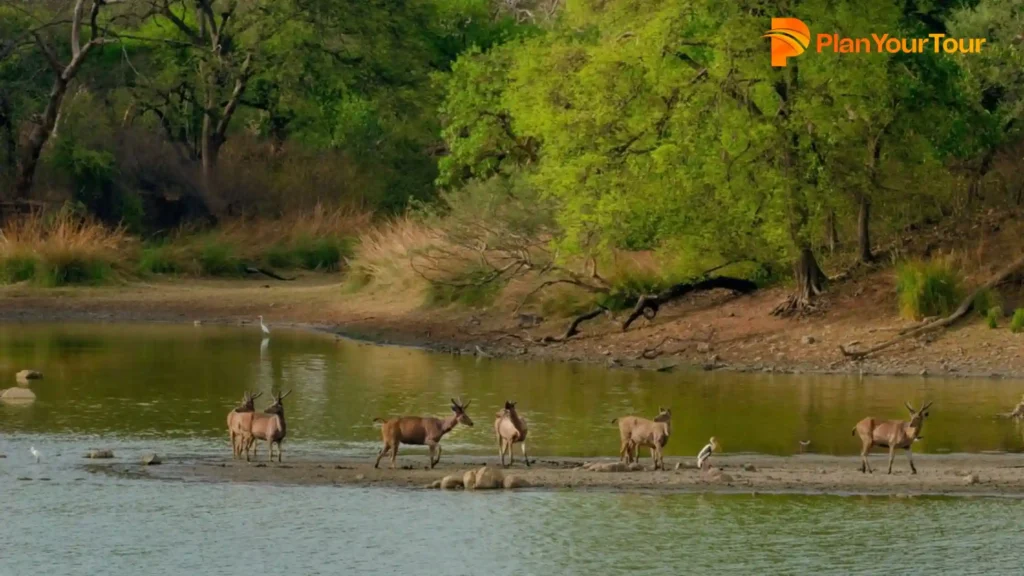 a group of animals walking on a shore of a lake in Eravikulam National Park, Munnar
