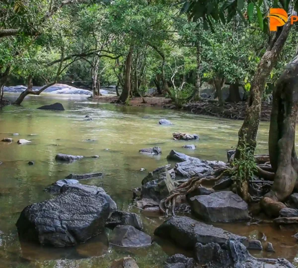 A serene river flows through a lush forest in Wayanad, with smooth rocks scattered along the banks. Sunlight filters through the dense canopy of Kuruva Island, casting reflections on the water's surface.