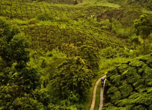 Places to visit in Wayanad | Famous Tourist Attraction of Wayanad