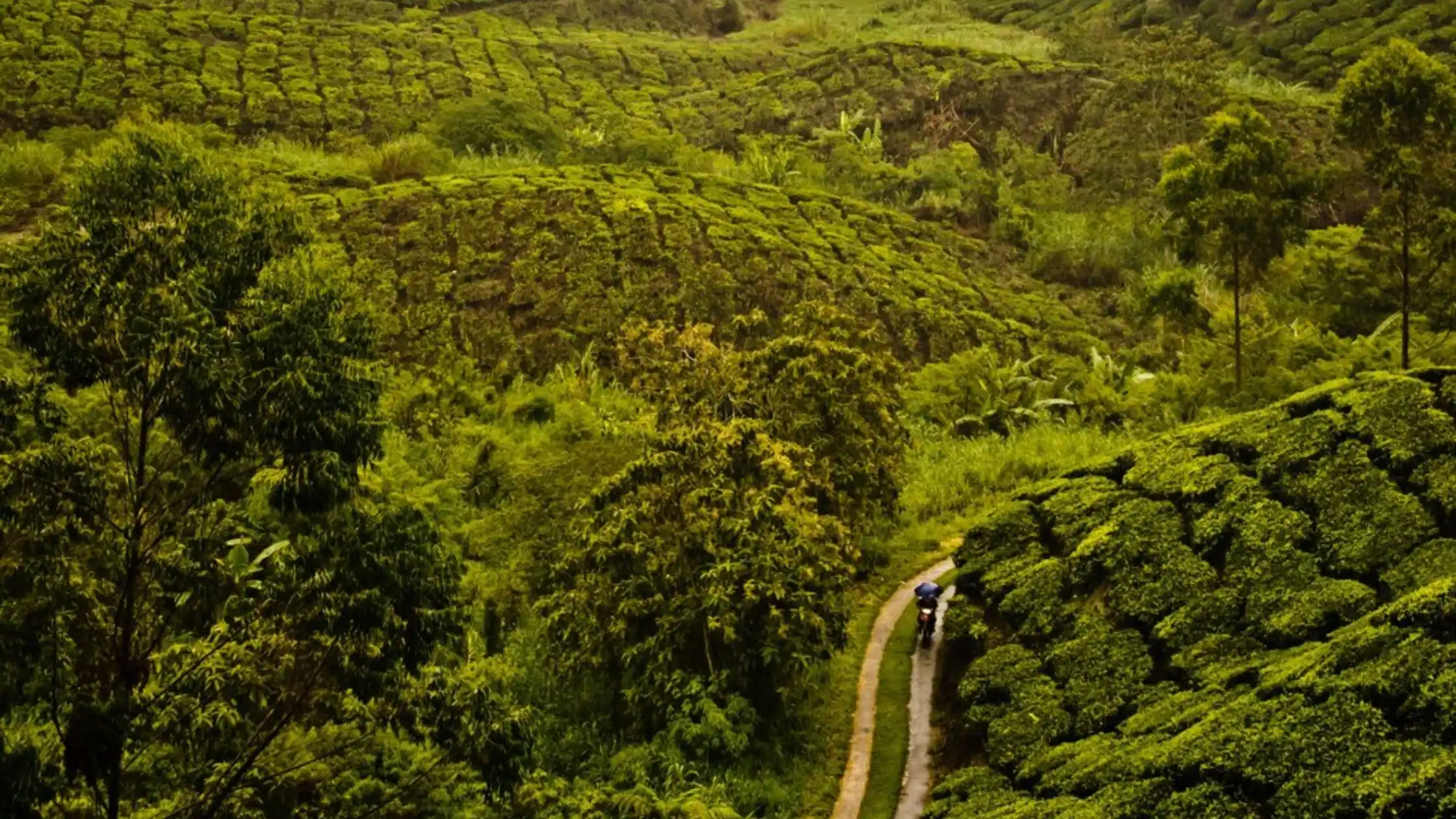 Places to visit in Wayanad Famous Tourist Attraction of Wayanad