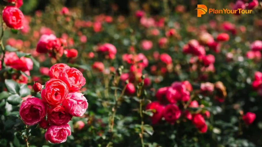 a group of rose in Rose Garden 