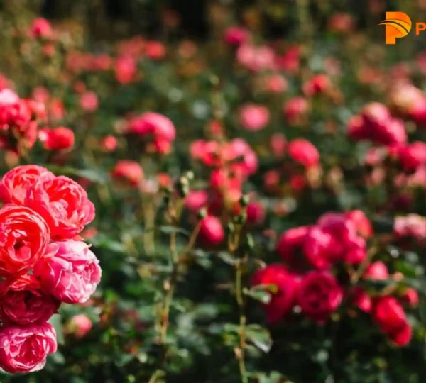 Rose Garden Munnar