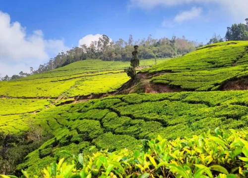 Top 15 Places to Visit in Munnar | Special Places for Munnar Trip