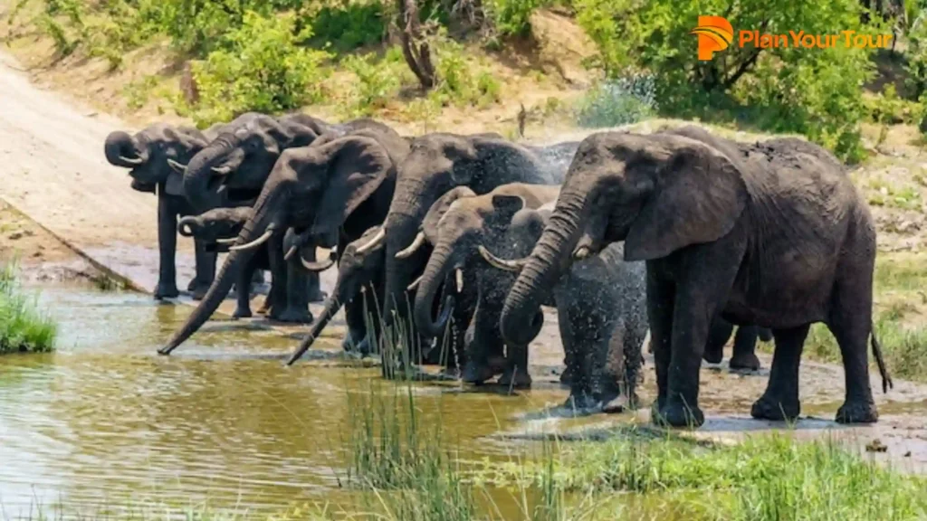 a group of elephants drinking water in Wayanad Wildlife Sanctuary, best tourist places in Wayanad
