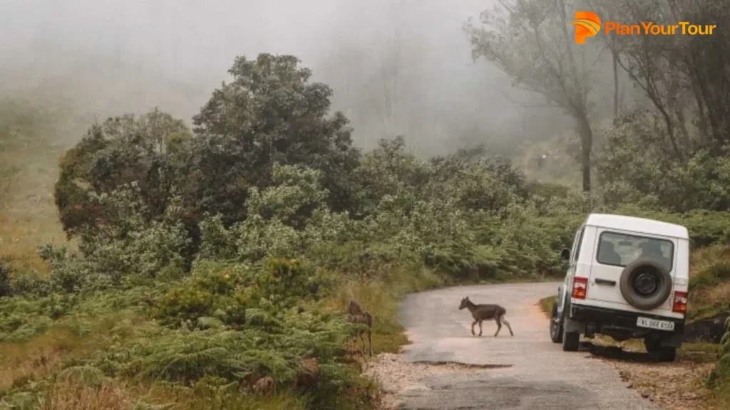 Eravikulam National Park : 