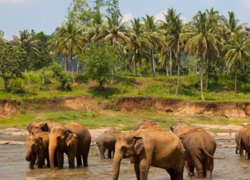 National Parks in Kerala | List of Famous National Parks