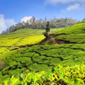 Lush green tea plantation og wayanad under a vibrant blue sky with scattered clouds. Rolling hills are covered with neatly arranged tea bushes, creating a patchwork pattern