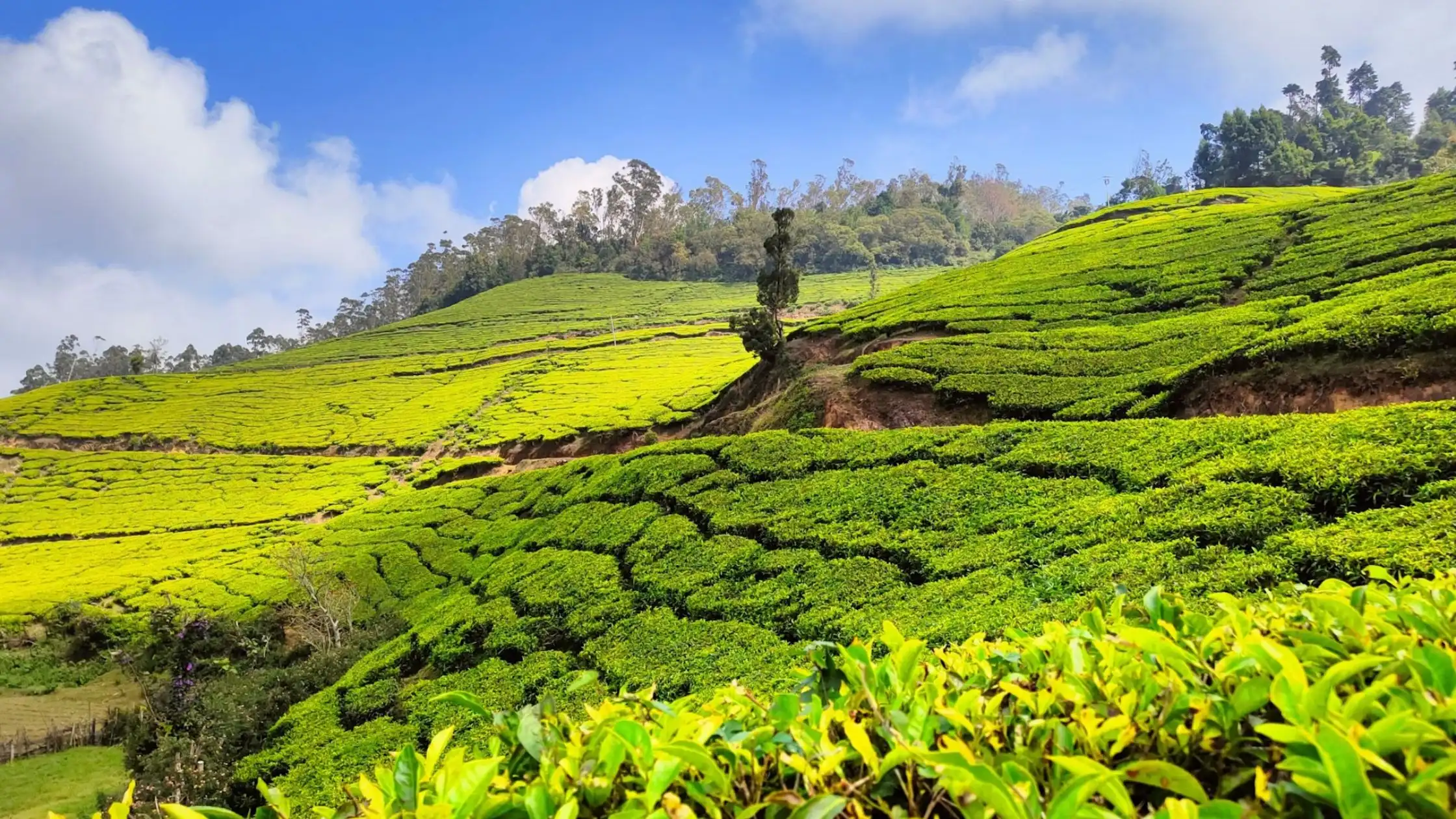 Lush green tea plantation og wayanad under a vibrant blue sky with scattered clouds. Rolling hills are covered with neatly arranged tea bushes, creating a patchwork pattern