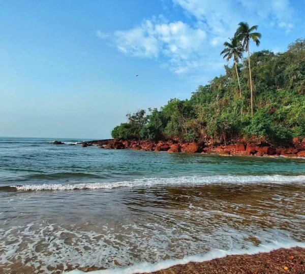 Calicut Beaches boast a captivating scene with gentle waves caressing the rocky shoreline, while lush greenery and tall palm trees stand proudly under a clear blue sky.