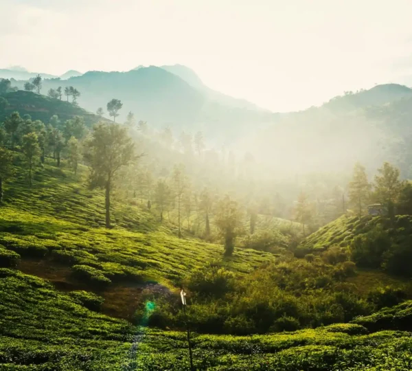 A lush landscape with green hills and trees, a perfect backdrop for your Wayanad trip. The early morning sun casts a warm glow over the misty mountains in the background, creating a serene and picturesque view during to enjoy your Wayanad tour package.