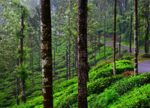 Exotic 3 Night 4 Days Wayanad Tour Package