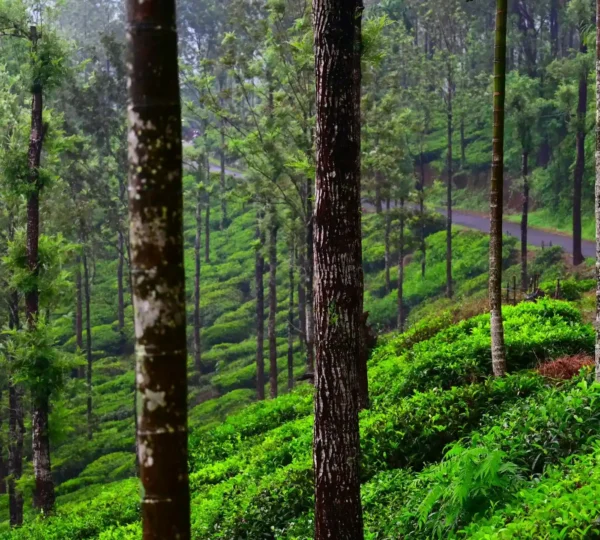 A lush green forest with tall trees and vibrant undergrowth covers rolling hills, reminiscent of a Wayanad trip.