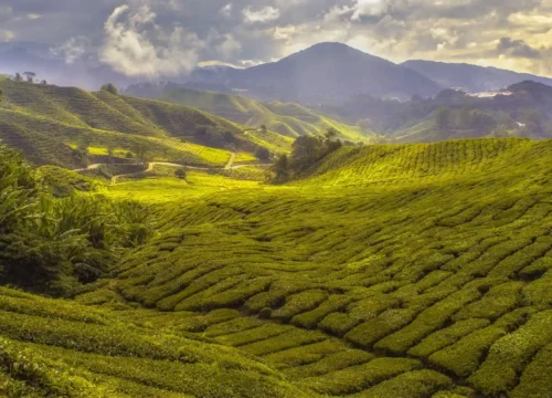 3 Days Exotic Munnar Tour