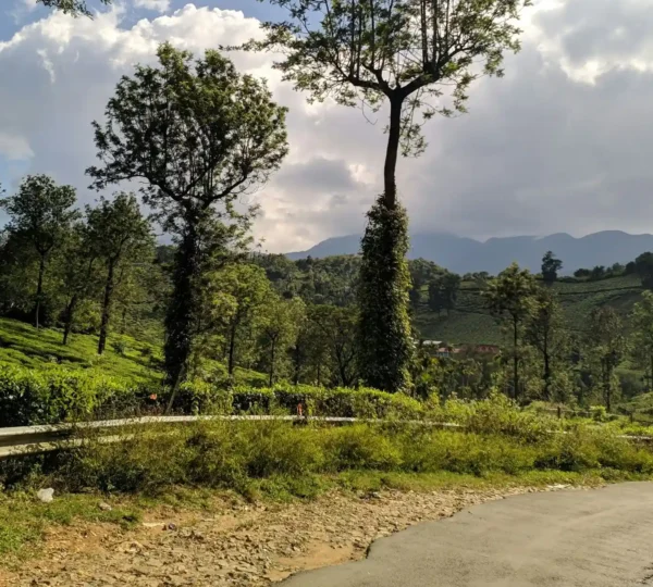 A winding road invites a picturesque road trip to Wayanad, passing through a lush, green landscape with rows of tea plantations