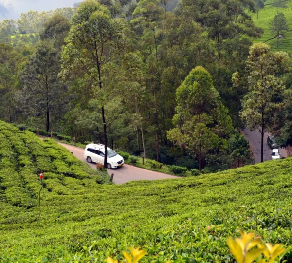 A white car drives along a winding road through Wayanad's lush green tea plantations, surrounded by dense trees under a clear sky.