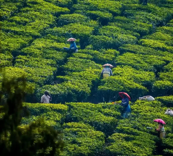 Workers working in lush green tea plants and pluck tea leaf in Tea Plantation, Wayanad