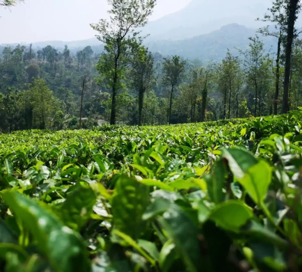 Lush green tea plantation with rows of tea plants stretch across the hilly landscape of Tea Town Wayanad