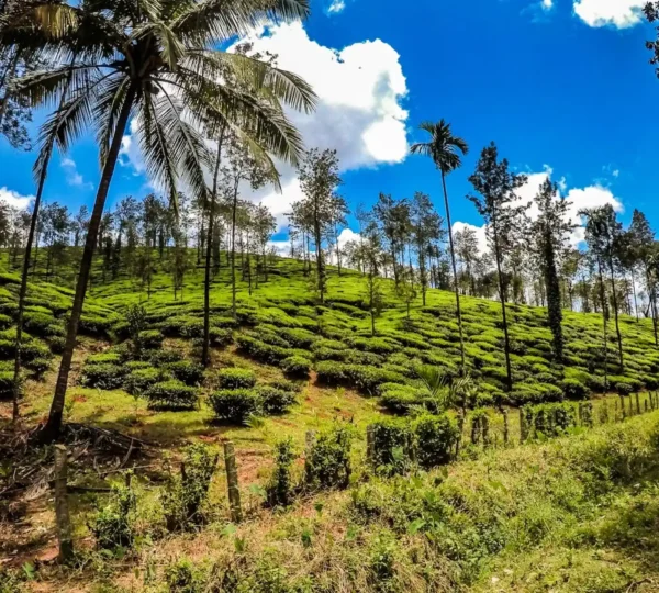 A vibrant green tea plantation stretches across a hillside in Wayanad, with the Western Ghats looming under a bright blue sky dotted with scattered clouds. Tall palm trees stand majestically in the foreground.