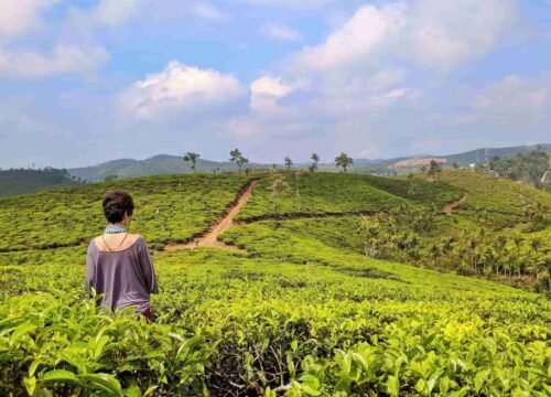 5 Days Best of the Best Munnar Tour