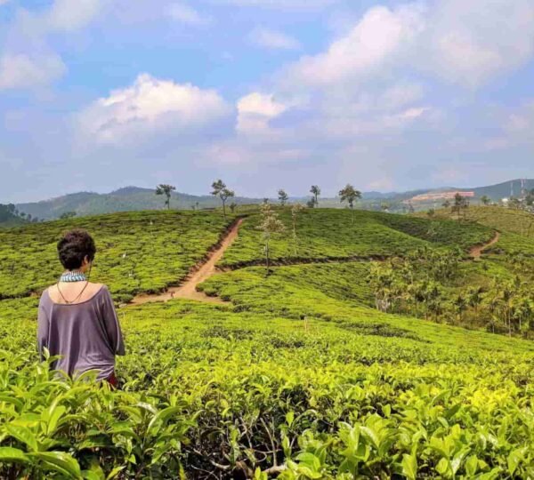 A person stands in a lush green tea plantation during their 5 days Munnar Tour, gazing towards rolling hills under a partly cloudy blue sky. A dirt path winds through the fields, and trees dot the landscape in the distance.