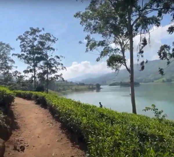 A scenic view of a dirt path winding through a lush tea plantation by the tranquil Kundala Lake. Tall trees line the path under a bright blue sky with a few clouds. Rolling hills and mountains are visible in the background.