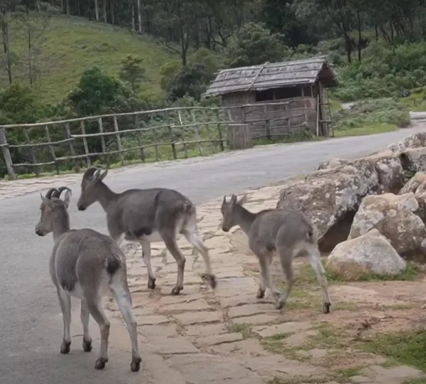 Four mountain goats walk along a road surrounded by greenery and rocky terrain in Eravikulam National Park, Munnar. A wooden shed is visible in the background amidst lush hills and trees, perfectly capturing the natural beauty of this pristine sanctuary.