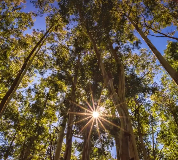 Looking up at a forest canopy with tall trees, bright green leaves, and sunlight streaming through like the start of your 6 Days Munnar Tour, creating a starburst effect against the clear blue sky.