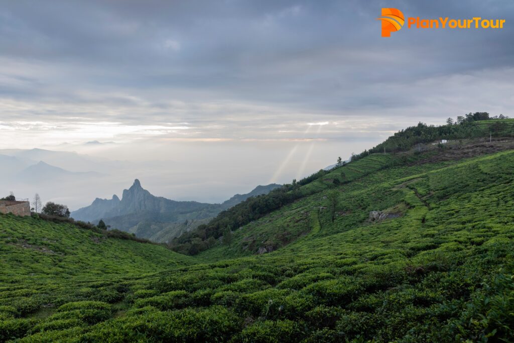 Kolukkumalai tea plantations with scenic mountain views in Munnar
