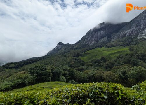 Munnar Hill Station: Photos, Location & Top Hill Stations in Kerala ​