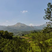 Scenic view of Kerala's mountainous tea plantations, featuring vibrant green hills and neatly arranged tea bushes.