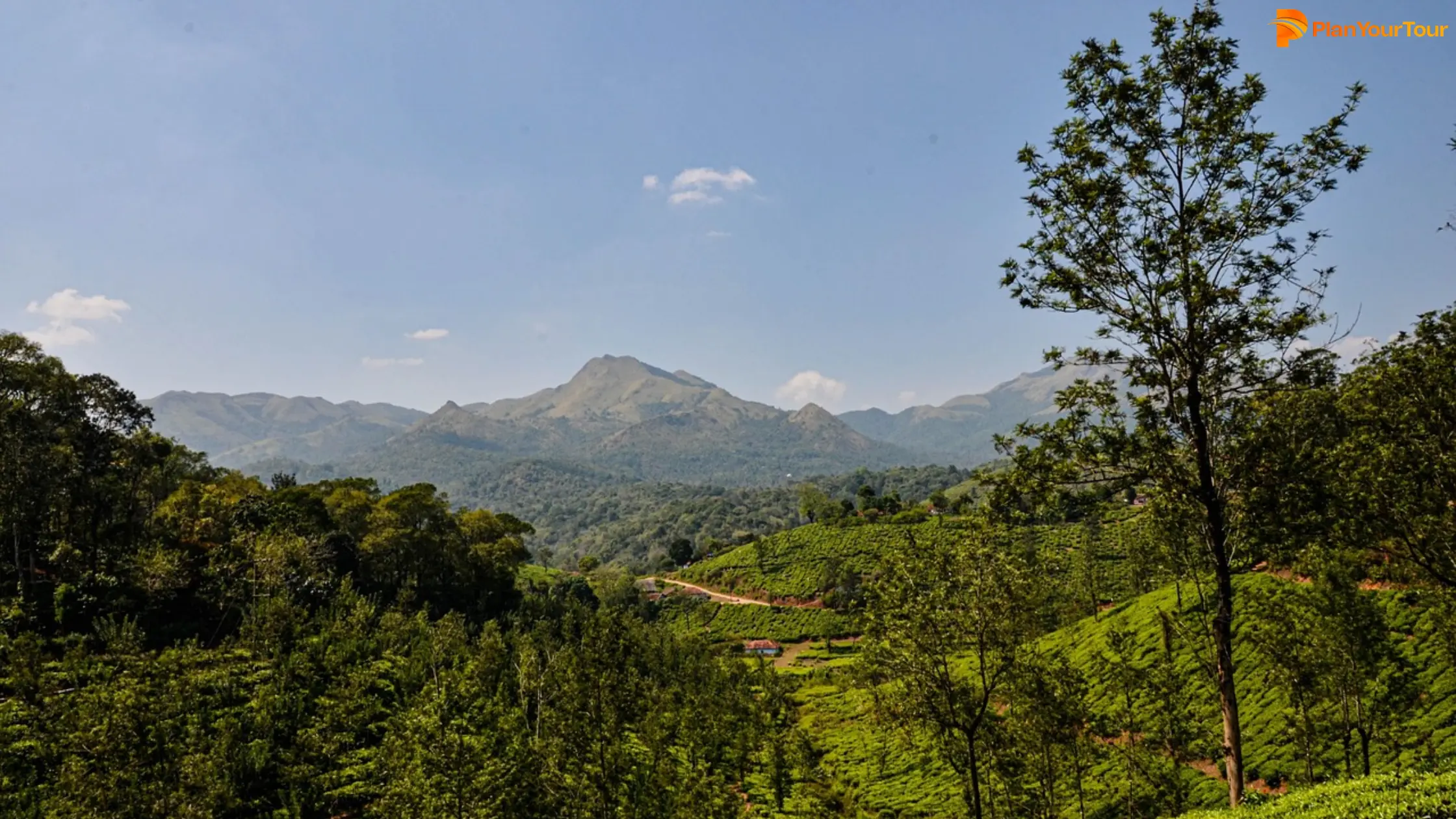 Scenic view of Kerala's mountainous tea plantations, featuring vibrant green hills and neatly arranged tea bushes.