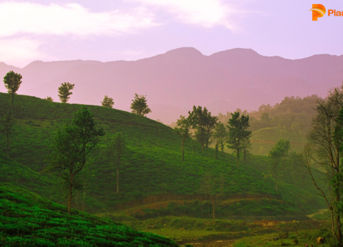 Ooty to Wayanad: Distance, Route & Which Is Better? 