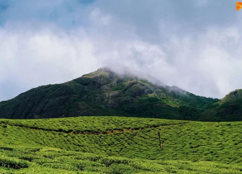 Ooty vs Munnar: Which Is Better? Compare Distance & Travel 