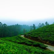 Lush green tea plantations stretch across rolling hills in Munnar, Kerala, under a clear blue sky.